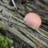 Rutulinė raudenė | Lycogala epidendrum | Fotografijos autorius : Darius Baužys | © Macronature.eu | Macro photography web site