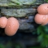 Wolf's Milk - Lycogala epidendrum  | Fotografijos autorius : Eglė Vičiuvienė | © Macronature.eu | Macro photography web site