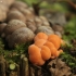 Wolf's Milk - Lycogala epidendrum | Fotografijos autorius : Vidas Brazauskas | © Macronature.eu | Macro photography web site