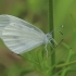 Wood White - Leptidea cf. sinapis | Fotografijos autorius : Gintautas Steiblys | © Macronature.eu | Macro photography web site