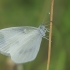 Wood White - Leptidea cf. sinapis | Fotografijos autorius : Gintautas Steiblys | © Macronature.eu | Macro photography web site