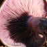 Violetinė stirnabudė - Collybia nuda | Fotografijos autorius : Ramunė Vakarė | © Macronature.eu | Macro photography web site