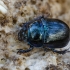 Woodland Dor Beetle | Anoplotrupes stercorosus | Fotografijos autorius : Darius Baužys | © Macronature.eu | Macro photography web site