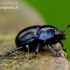 Woodland Dor Beetle - Anoplotrupes stercorosus  | Fotografijos autorius : Romas Ferenca | © Macronature.eu | Macro photography web site