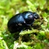 Woodland Dor Beetle - Anoplotrupes stercorosus | Fotografijos autorius : Vitalii Alekseev | © Macronature.eu | Macro photography web site