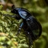 Woodland Dor Beetle - Anoplotrupes stercorosus | Fotografijos autorius : Kazimieras Martinaitis | © Macronature.eu | Macro photography web site