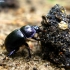 Woodland Dor Beetle - Anoplotrupes stercorosus | Fotografijos autorius : Vitalii Alekseev | © Macronature.eu | Macro photography web site
