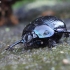 Woodland Dor Beetle - Anoplotrupes stercorosus | Fotografijos autorius : Vytautas Gluoksnis | © Macronature.eu | Macro photography web site