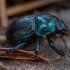 Woodland Dor Beetle - Anoplotrupes stercorosus | Fotografijos autorius : Žilvinas Pūtys | © Macronature.eu | Macro photography web site