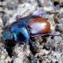 Woodland Dor Beetle - Anoploturpes stercorosus | Fotografijos autorius : Romas Ferenca | © Macronature.eu | Macro photography web site
