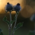 Paprastoji varnalėša - Arctium tomentosum | Fotografijos autorius : Agnė Našlėnienė | © Macronature.eu | Macro photography web site
