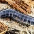 Worm and Slug Hunter - Carabus sp., larva | Fotografijos autorius : Kazimieras Martinaitis | © Macrogamta.lt | Šis tinklapis priklauso bendruomenei kuri domisi makro fotografija ir fotografuoja gyvąjį makro pasaulį.
