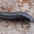 Worm and Slug Hunter - Carabus sp., larva | Fotografijos autorius : Gintautas Steiblys | © Macronature.eu | Macro photography web site