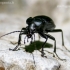 Puošniažygis - Carabus sp. | Fotografijos autorius : Rasa Gražulevičiūtė | © Macronature.eu | Macro photography web site