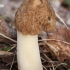 Wrinkled thimble morel - Verpa bohemica | Fotografijos autorius : Žilvinas Pūtys | © Macronature.eu | Macro photography web site