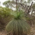 Ksantorėja - Xanthorrhoea australis | Fotografijos autorius : Žilvinas Pūtys | © Macrogamta.lt | Šis tinklapis priklauso bendruomenei kuri domisi makro fotografija ir fotografuoja gyvąjį makro pasaulį.