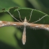 Yarrow Plume Moth - Gillmeria pallidactyla | Fotografijos autorius : Gintautas Steiblys | © Macronature.eu | Macro photography web site