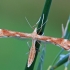 Yarrow plume moth - Gillmeria pallidactyla | Fotografijos autorius : Gintautas Steiblys | © Macronature.eu | Macro photography web site