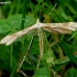 Yarrow plume moth - Gillmeria pallidactyla | Fotografijos autorius : Romas Ferenca | © Macronature.eu | Macro photography web site