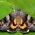 Yellow Bands Underwing - Catocala fulminea | Fotografijos autorius : Arūnas Eismantas | © Macronature.eu | Macro photography web site