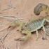 Yellow Fat-tailed Scorpion - Androctonus australis | Fotografijos autorius : Gintautas Steiblys | © Macronature.eu | Macro photography web site