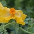 Yellow Horned-poppy - Glaucium flavum | Fotografijos autorius : Gintautas Steiblys | © Macronature.eu | Macro photography web site