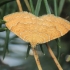 Yellow Shell Moth - Camptogramma bilineata | Fotografijos autorius : Gintautas Steiblys | © Macronature.eu | Macro photography web site