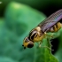 Javinė muselė - Thaumatomyia cf. notata | Fotografijos autorius : Oskaras Venckus | © Macronature.eu | Macro photography web site