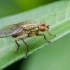 Yellow dung fly | Scathophaga stercoraria | Fotografijos autorius : Darius Baužys | © Macronature.eu | Macro photography web site