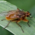 Yellow dung fly - Scathophaga stercoraria | Fotografijos autorius : Algirdas Vilkas | © Macronature.eu | Macro photography web site