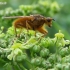Yellow dung fly - Scathophaga stercoraria | Fotografijos autorius : Rasa Gražulevičiūtė | © Macronature.eu | Macro photography web site