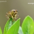 Yellow dung fly - Scathophaga stercoraria | Fotografijos autorius : Darius Baužys | © Macrogamta.lt | Šis tinklapis priklauso bendruomenei kuri domisi makro fotografija ir fotografuoja gyvąjį makro pasaulį.