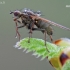 Yellow dung fly - Scathophaga stercoraria | Fotografijos autorius : Arūnas Eismantas | © Macronature.eu | Macro photography web site
