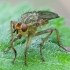 Yellow dung fly - Scathophaga stercoraria | Fotografijos autorius : Žilvinas Pūtys | © Macronature.eu | Macro photography web site