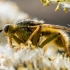 Yellow dung fly - Scathophaga stercoraria | Fotografijos autorius : Oskaras Venckus | © Macronature.eu | Macro photography web site