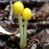 Yellow fieldcap - Bolbitius titubans | Fotografijos autorius : Romas Ferenca | © Macronature.eu | Macro photography web site