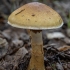 Birch Webcap - Cortinarius triumphans | Fotografijos autorius : Žilvinas Pūtys | © Macronature.eu | Macro photography web site