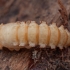 Yellow mealworm beetle - Tenebrio molitor, pupa | Fotografijos autorius : Žilvinas Pūtys | © Macronature.eu | Macro photography web site