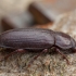 Yellow mealworm beetle - Tenebrio molitor | Fotografijos autorius : Žilvinas Pūtys | © Macronature.eu | Macro photography web site