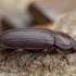 Didysis milčius - Tenebrio molitor | Fotografijos autorius : Žilvinas Pūtys | © Macronature.eu | Macro photography web site