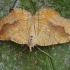 Yellow shell moth - Camptogramma bilineata | Fotografijos autorius : Gintautas Steiblys | © Macronature.eu | Macro photography web site