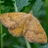Yellow shell moth - Camptogramma bilineata | Fotografijos autorius : Oskaras Venckus | © Macronature.eu | Macro photography web site