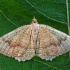 Yellow shell moth - Camptogramma bilineata | Fotografijos autorius : Gintautas Steiblys | © Macronature.eu | Macro photography web site