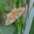 Yellow shell moth - Camptogramma bilineata | Fotografijos autorius : Vytautas Gluoksnis | © Macronature.eu | Macro photography web site