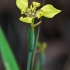 Yellow walking iris - Trimezia steyermarkii | Fotografijos autorius : Nomeda Vėlavičienė | © Macrogamta.lt | Šis tinklapis priklauso bendruomenei kuri domisi makro fotografija ir fotografuoja gyvąjį makro pasaulį.