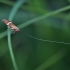Auksadryžė ilgaūsė makštinė kandis - Nemophora degeerella | Fotografijos autorius : Zita Gasiūnaitė | © Macronature.eu | Macro photography web site