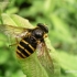 Yellow-barred Peat Hoverfly - Sericomyia silentis  | Fotografijos autorius : Deividas Makavičius | © Macronature.eu | Macro photography web site