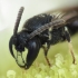 Yellow-faced Bee - Hylaeus sp. | Fotografijos autorius : Vidas Brazauskas | © Macronature.eu | Macro photography web site