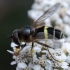 Žiedmusė - Dasysyrphus tricinctus ♂ | Fotografijos autorius : Žilvinas Pūtys | © Macronature.eu | Macro photography web site