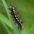 Yellow-tail - Sphrageidus similis, caterpillar | Fotografijos autorius : Vidas Brazauskas | © Macronature.eu | Macro photography web site